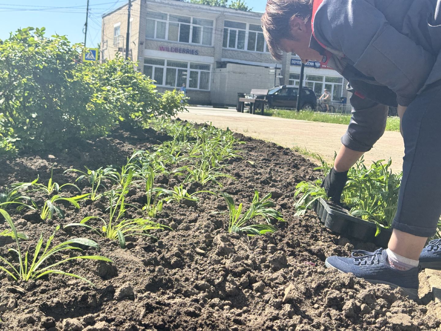 шаховская, посадка цветов, цветы, клумбы,