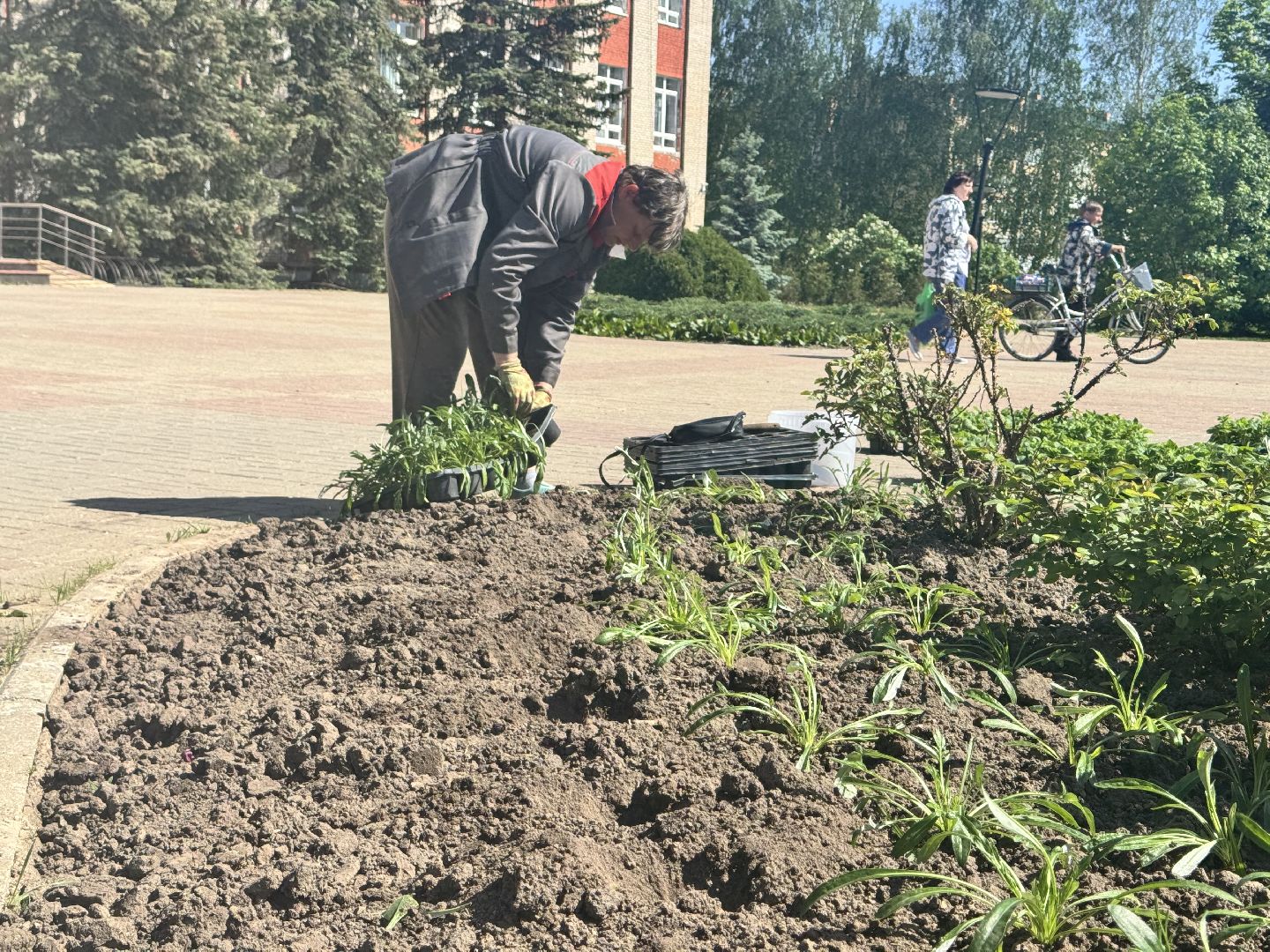 шаховская, посадка цветов, цветы, клумбы,