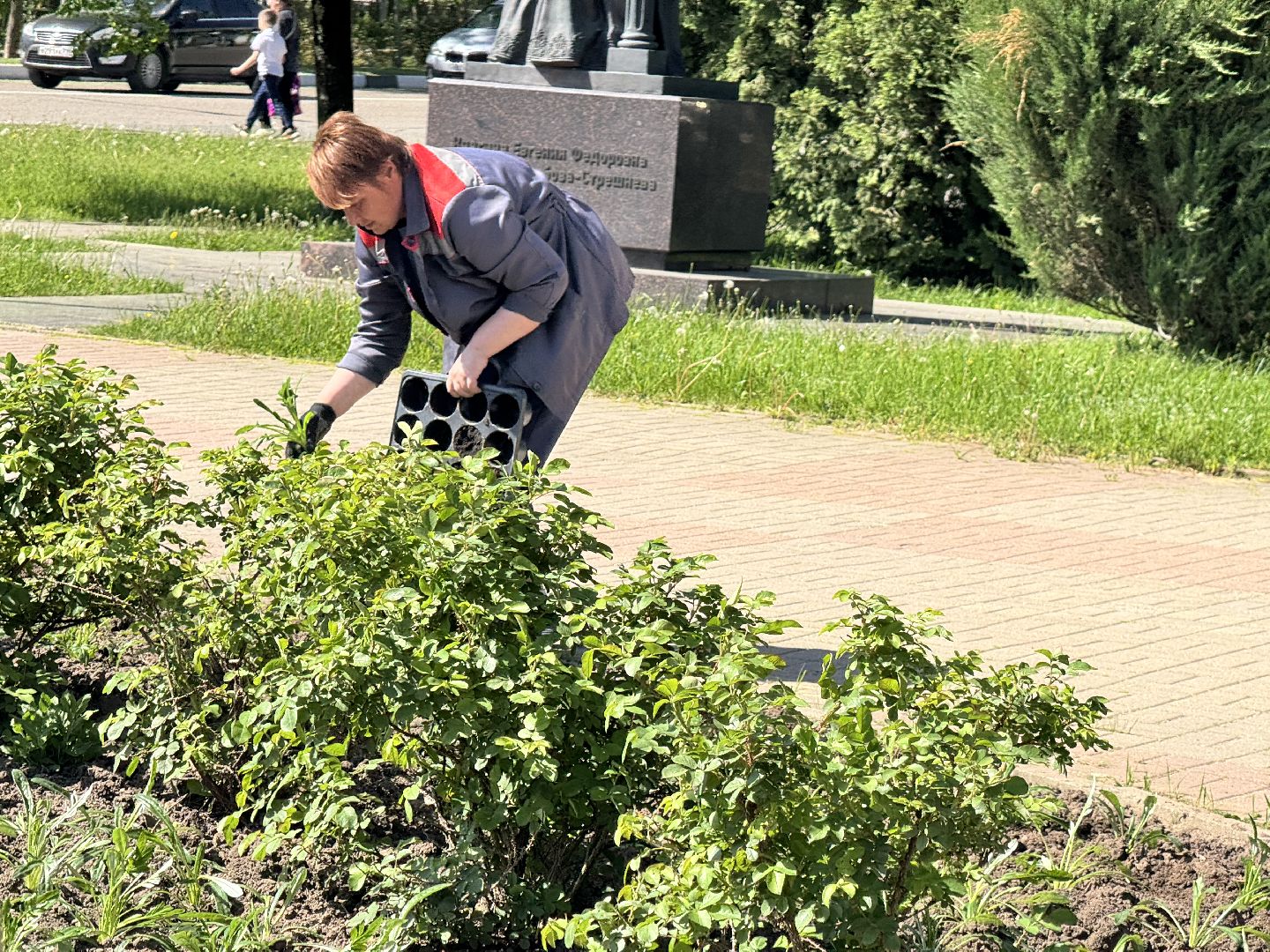 шаховская, посадка цветов, цветы, клумбы,