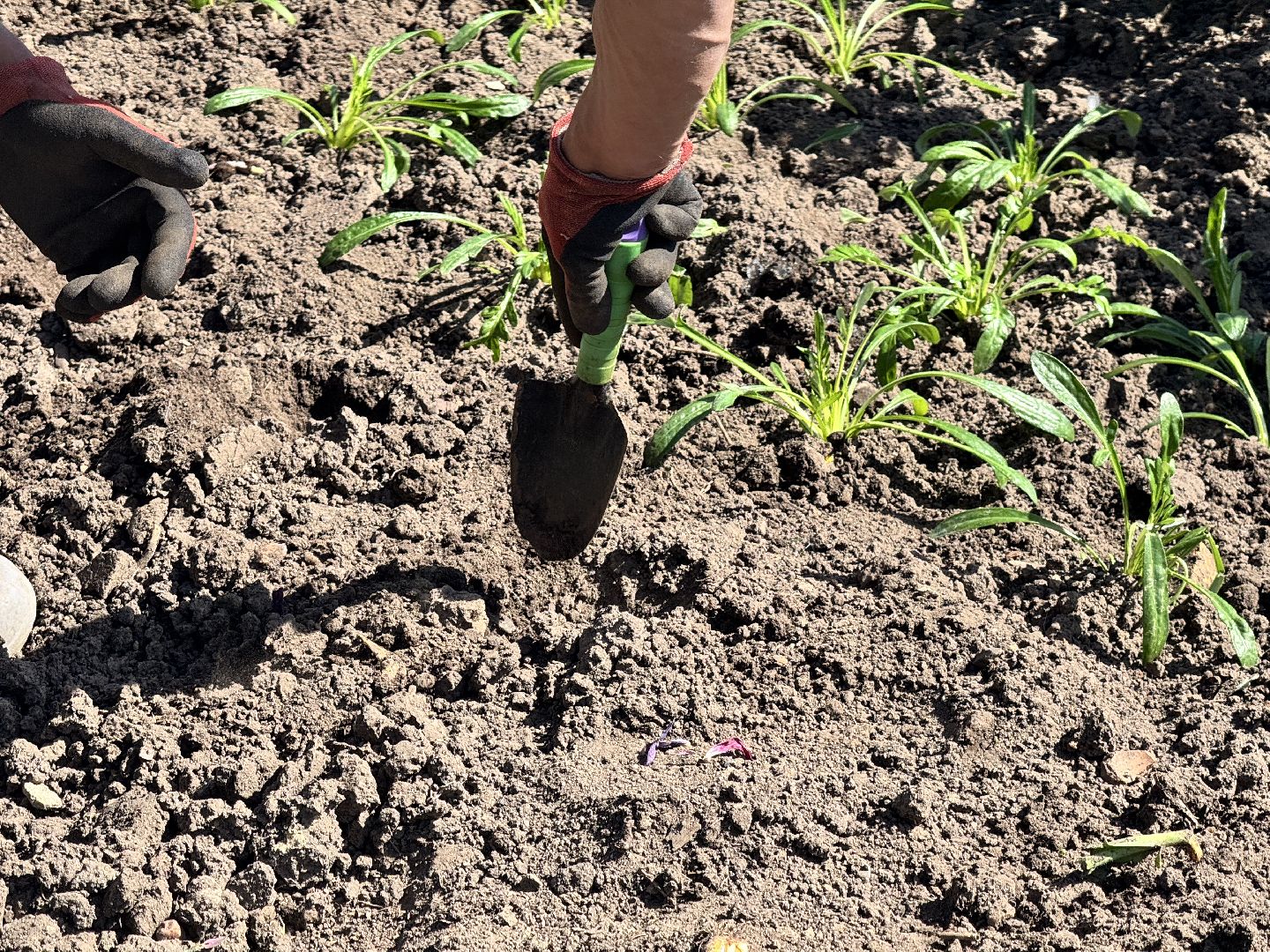 шаховская, посадка цветов, цветы, клумбы,