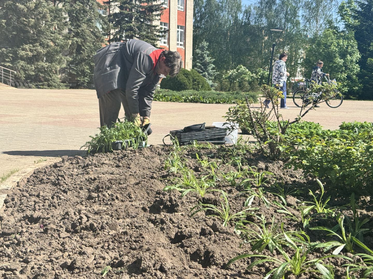 шаховская, посадка цветов, цветы, клумбы,