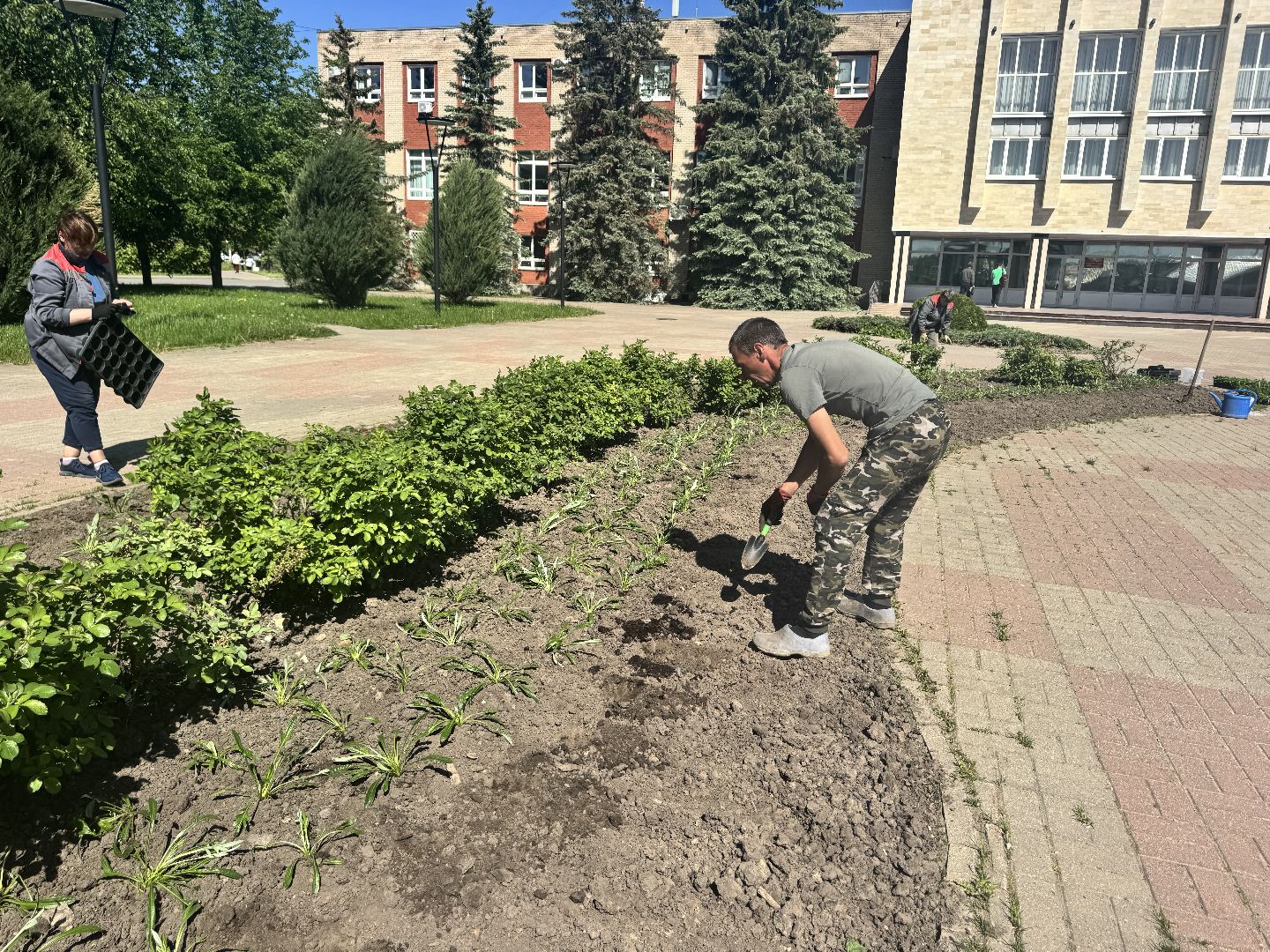 шаховская, посадка цветов, цветы, клумбы,