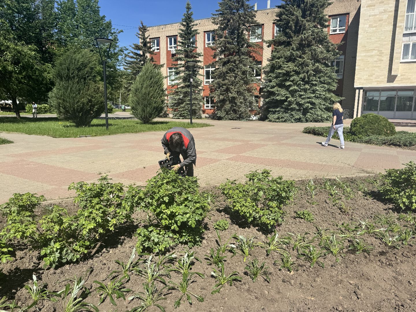 шаховская, посадка цветов, цветы, клумбы,