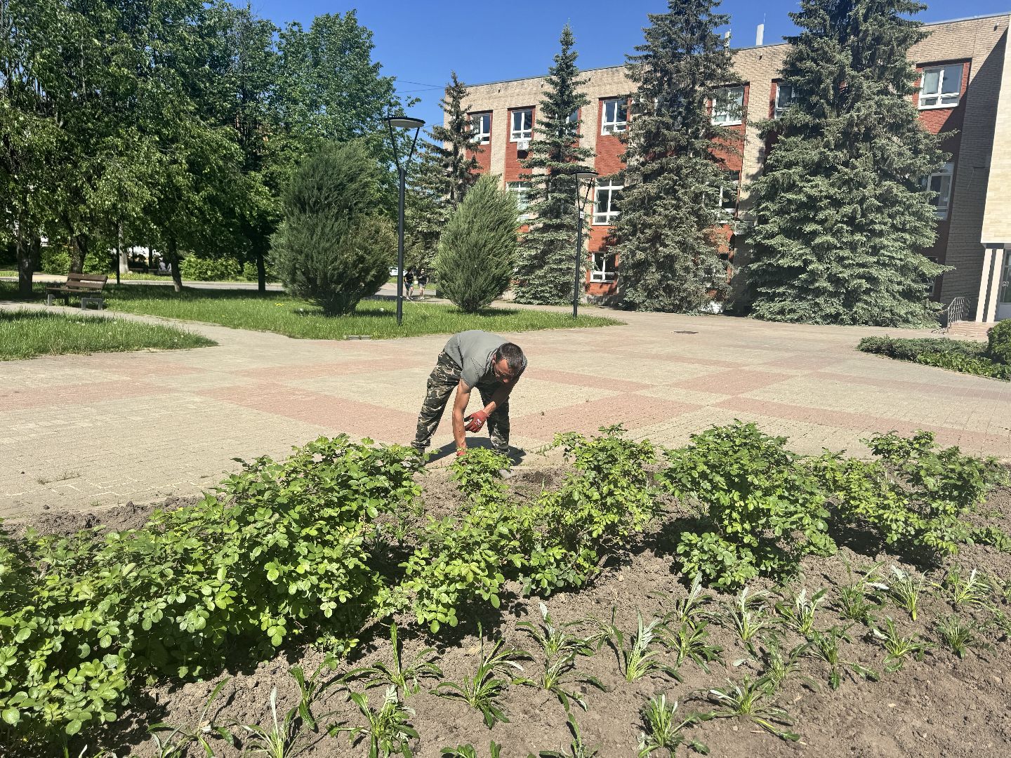 шаховская, посадка цветов, цветы, клумбы,