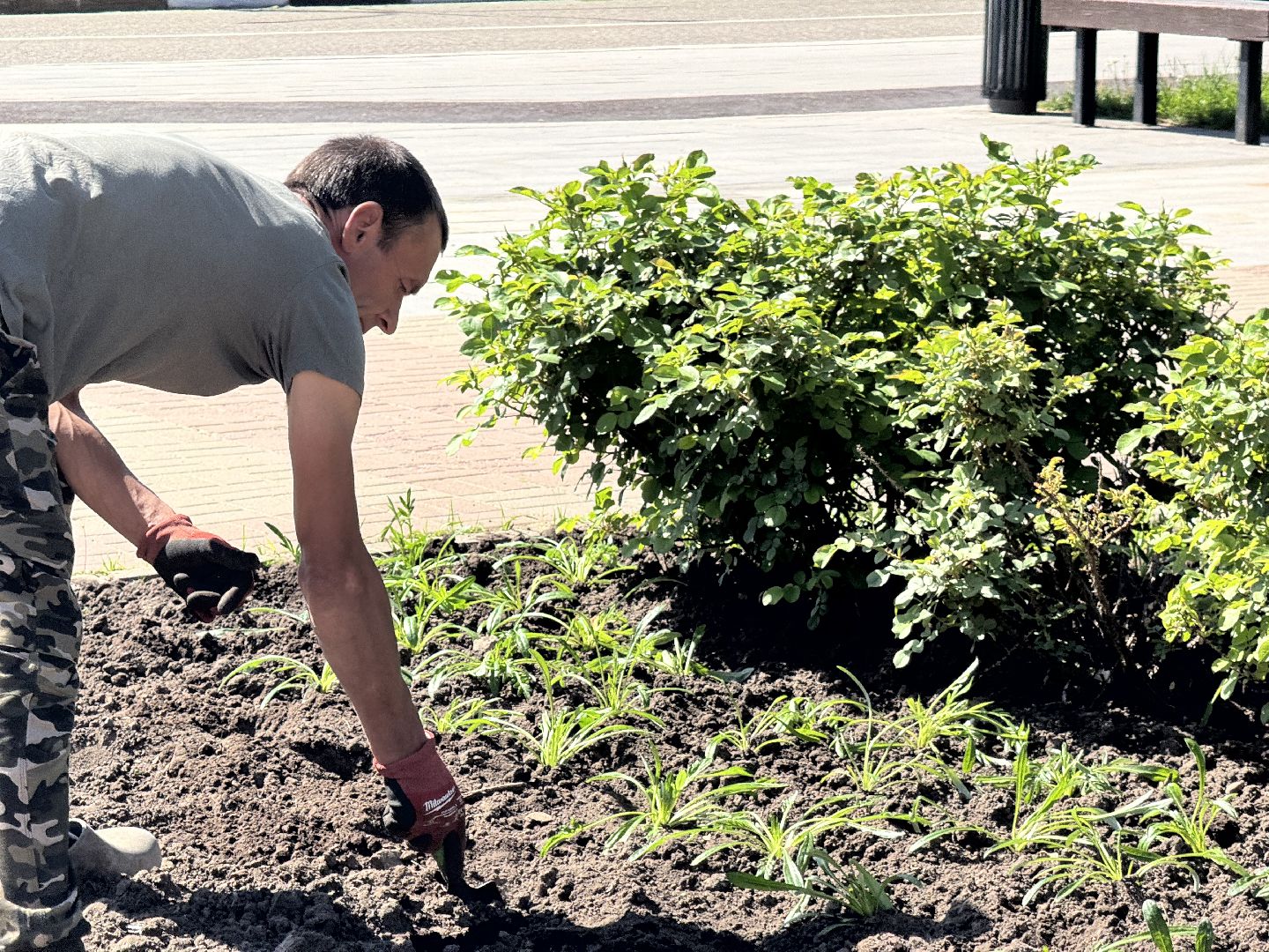 шаховская, посадка цветов, цветы, клумбы,