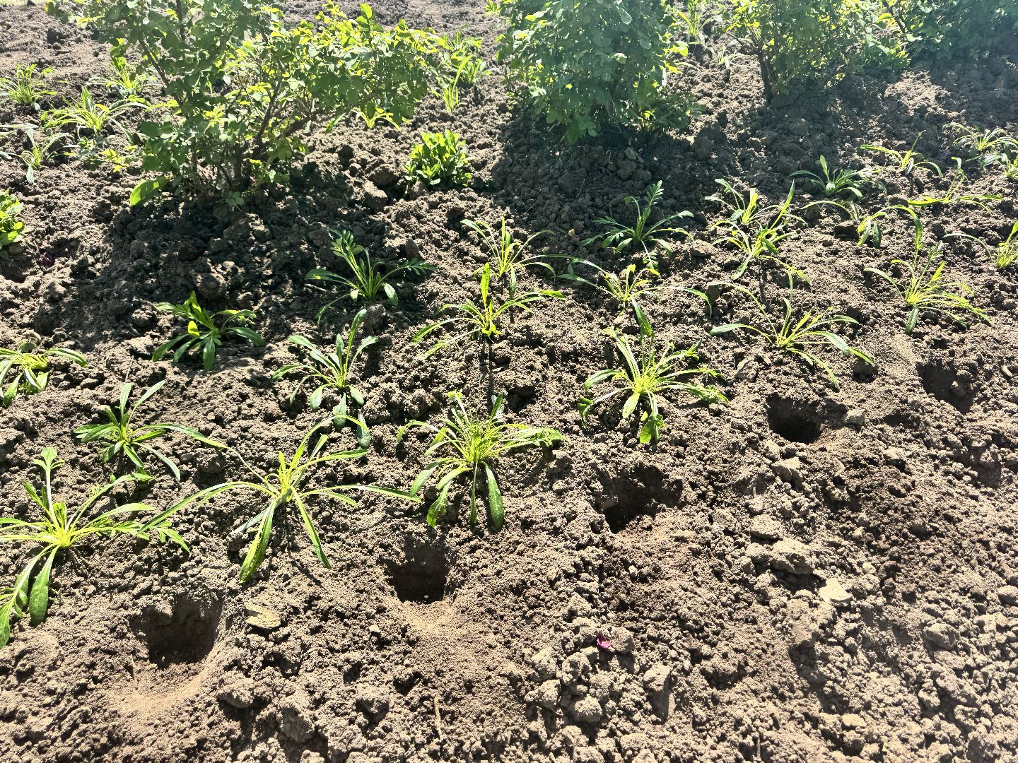 шаховская, посадка цветов, цветы, клумбы,