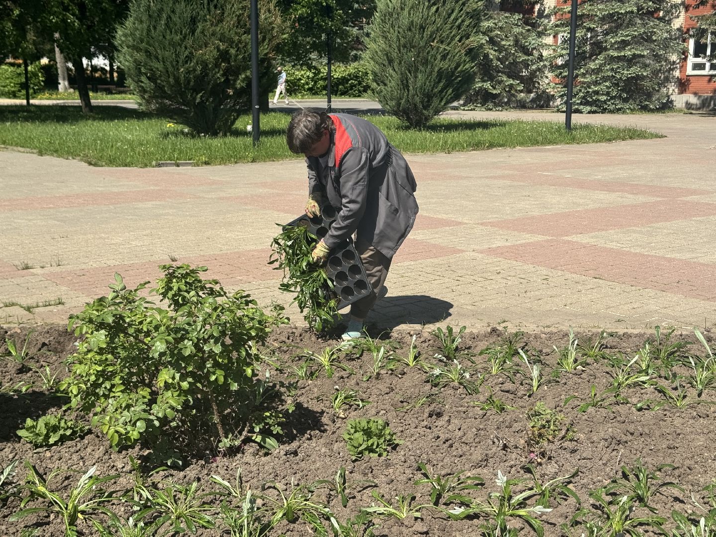 шаховская, посадка цветов, цветы, клумбы,