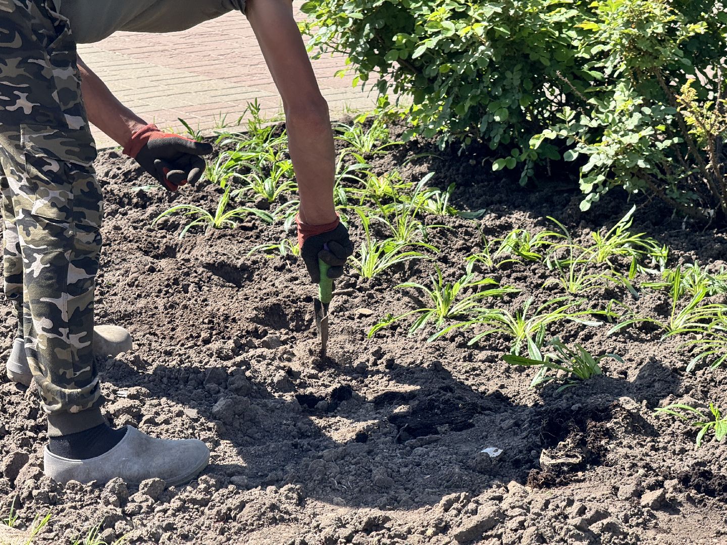 шаховская, посадка цветов, цветы, клумбы,