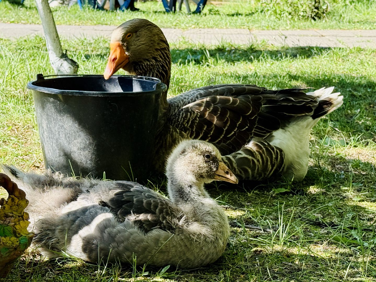 раменское, гжель, зоопарк, туризм,