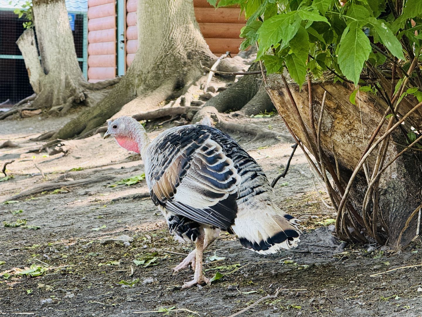 раменское, гжель, зоопарк, туризм,