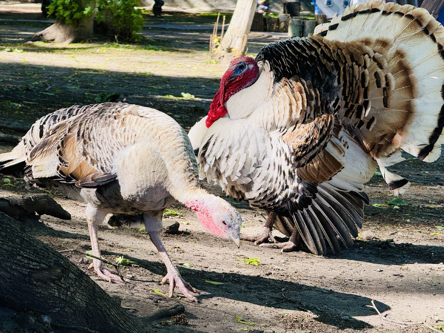 раменское, гжель, зоопарк, туризм,