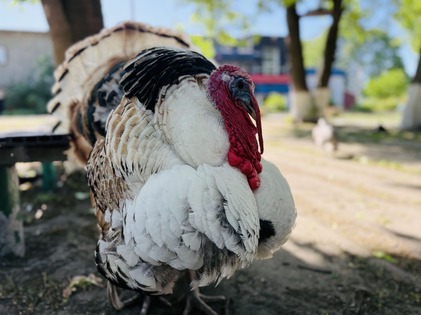 раменское, гжель, зоопарк, туризм,