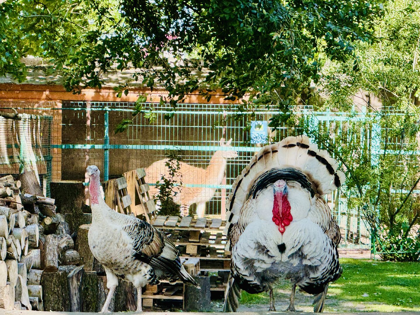 раменское, гжель, зоопарк, туризм,