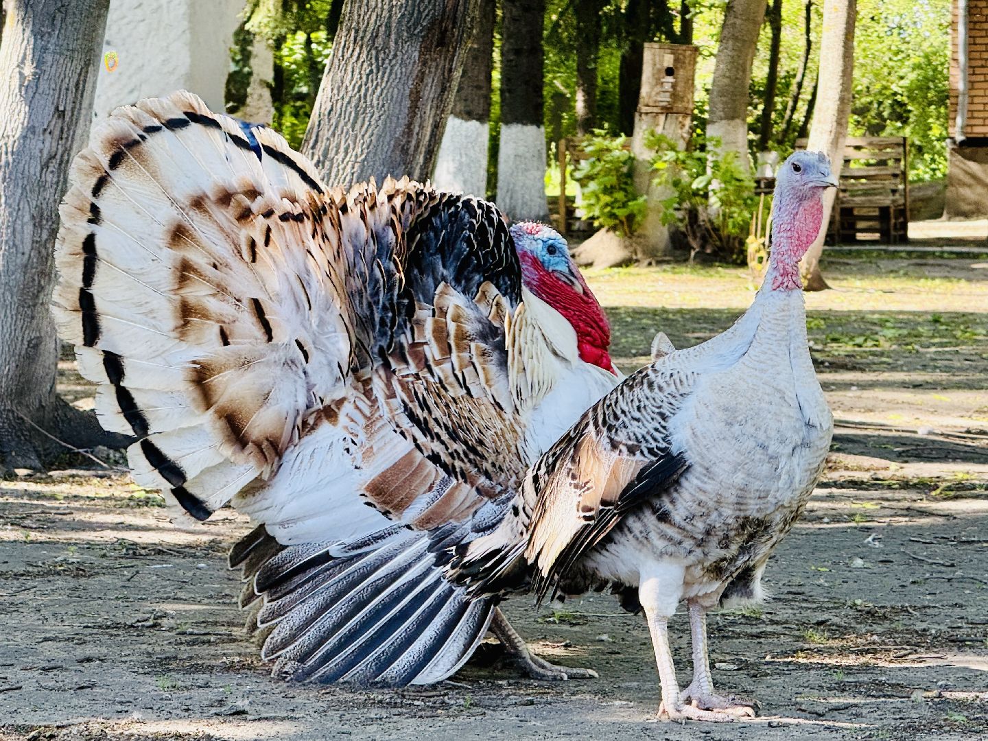 раменское, гжель, зоопарк, туризм,