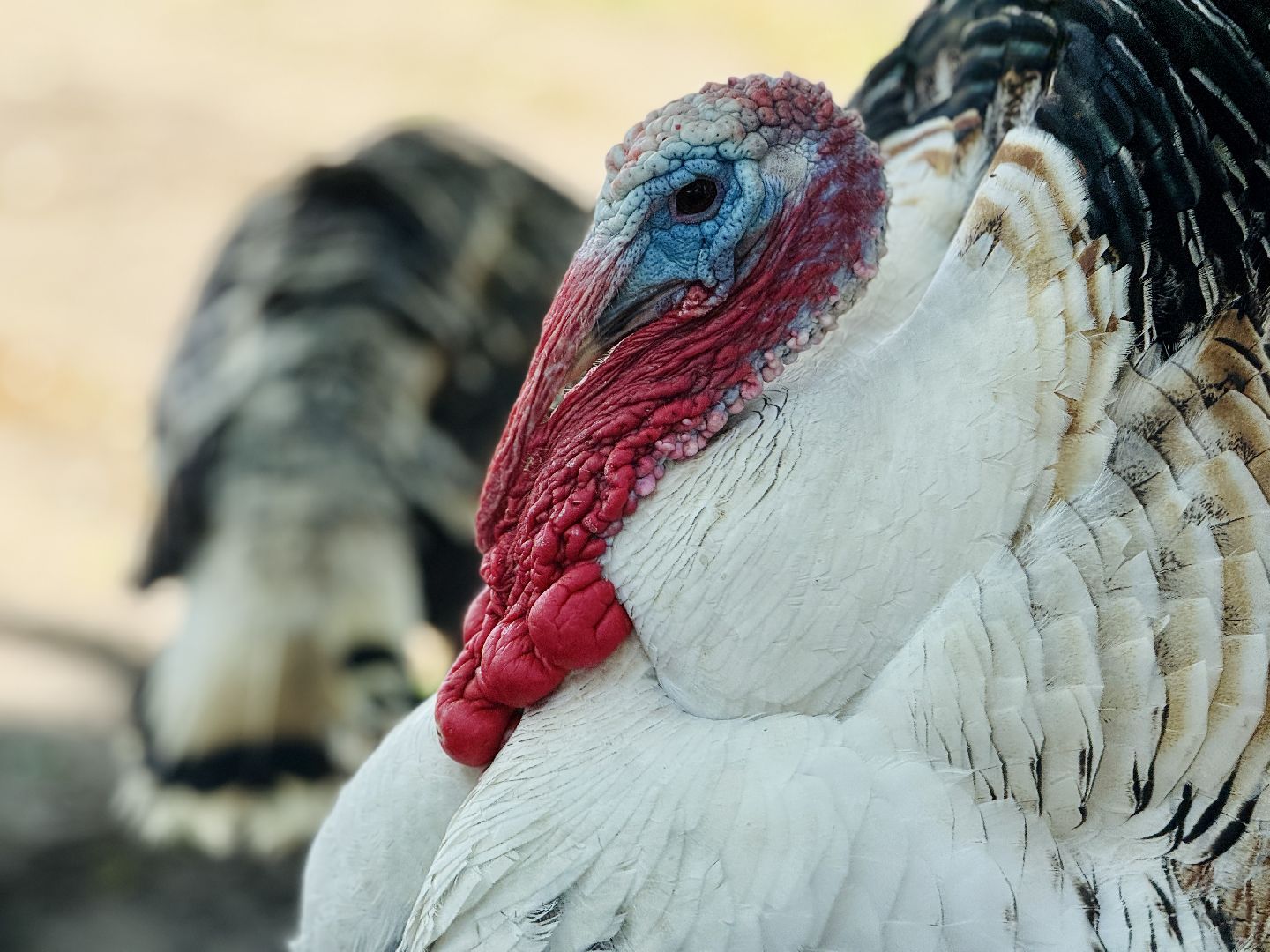 раменское, гжель, зоопарк, туризм,