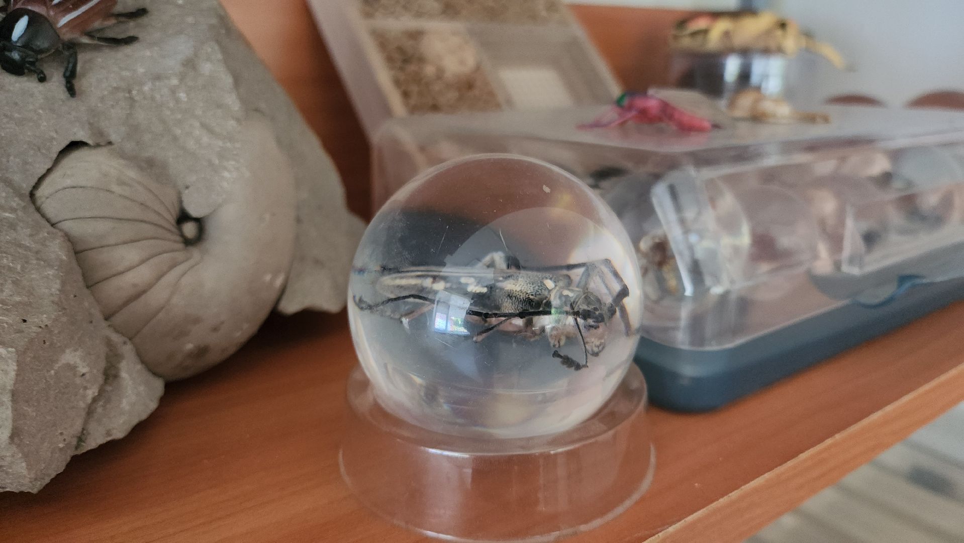 кашира, образование, кружки, секции, запись в секцию, допобразование,