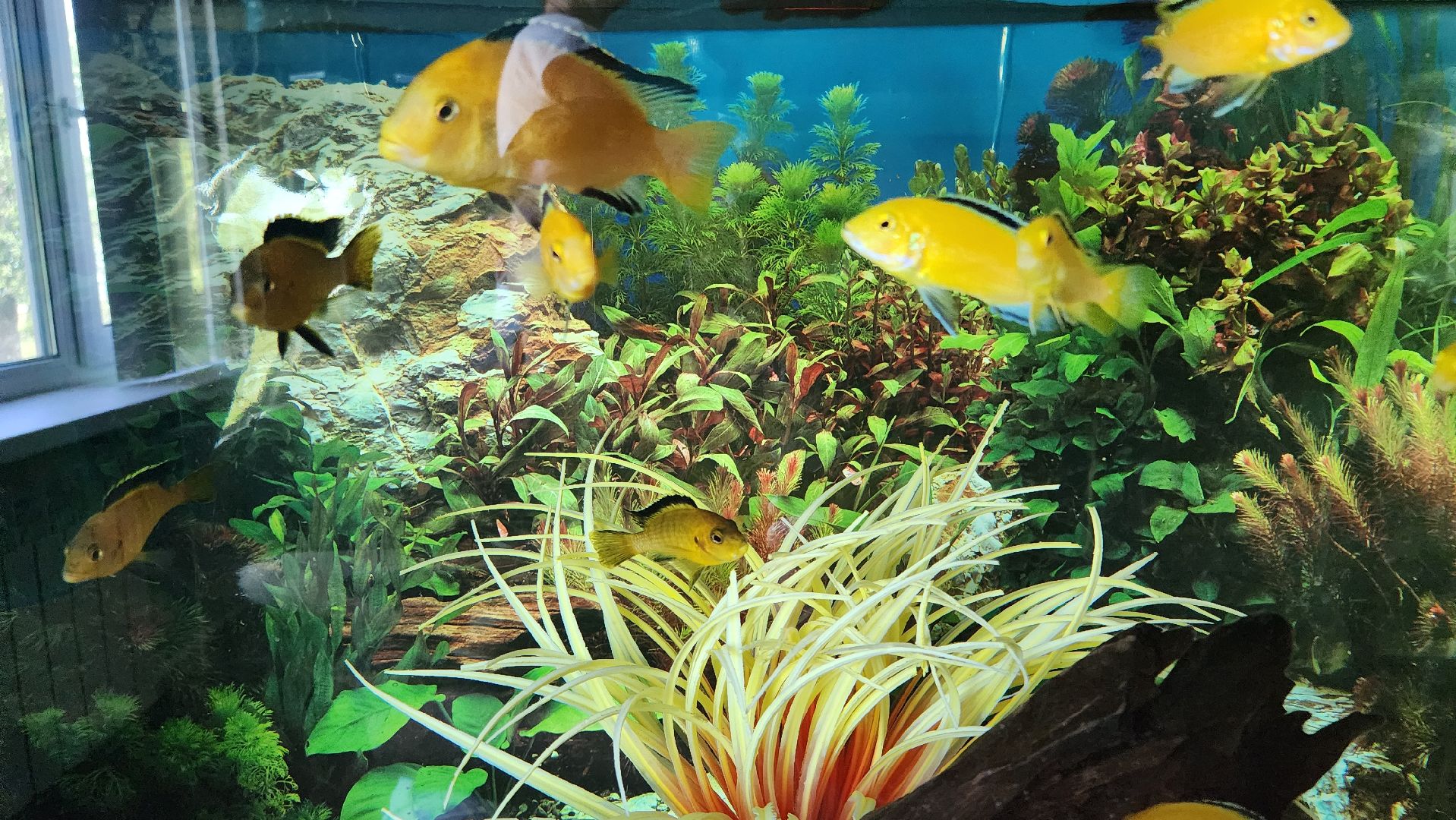 кашира, образование, кружки, секции, запись в секцию, допобразование,