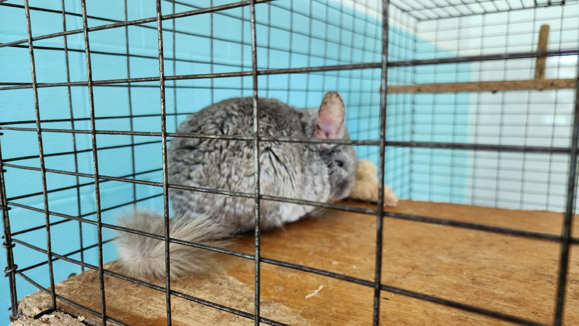 кашира, образование, кружки, секции, запись в секцию, допобразование,