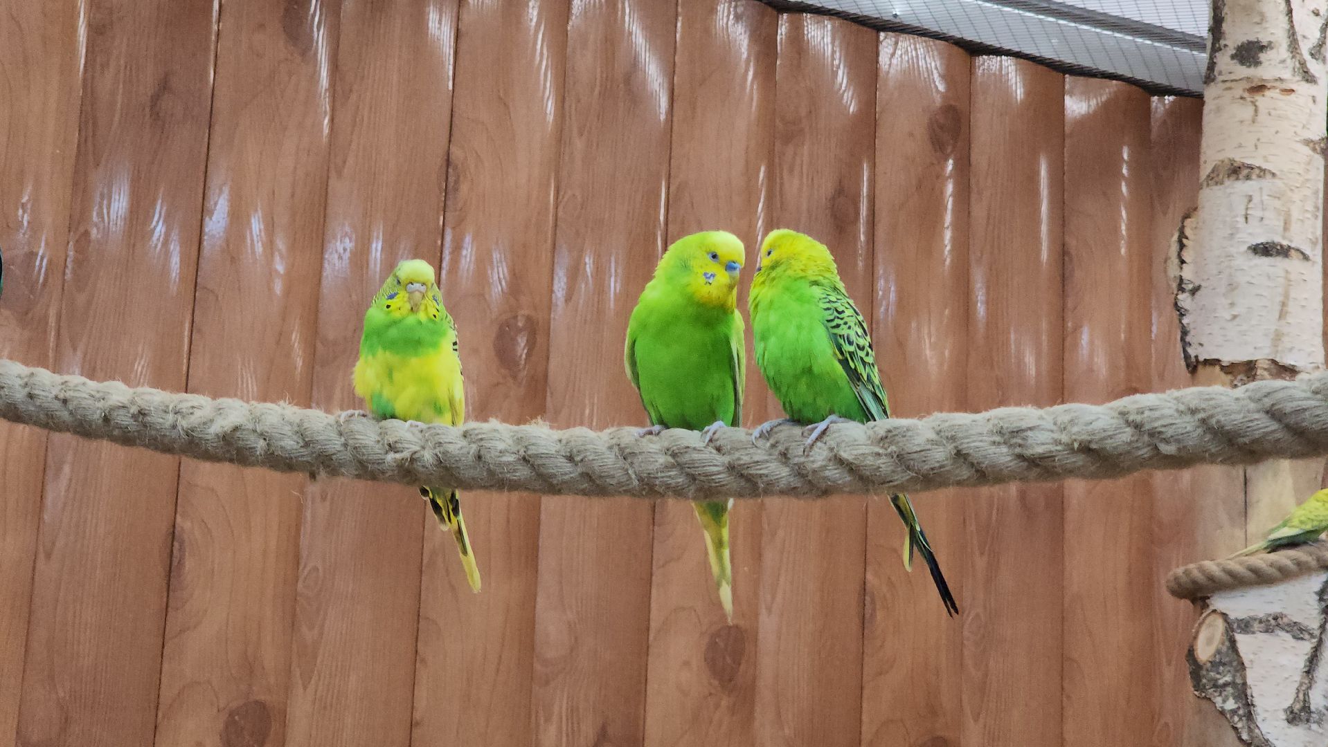 красногорск, контактный зоопарк,