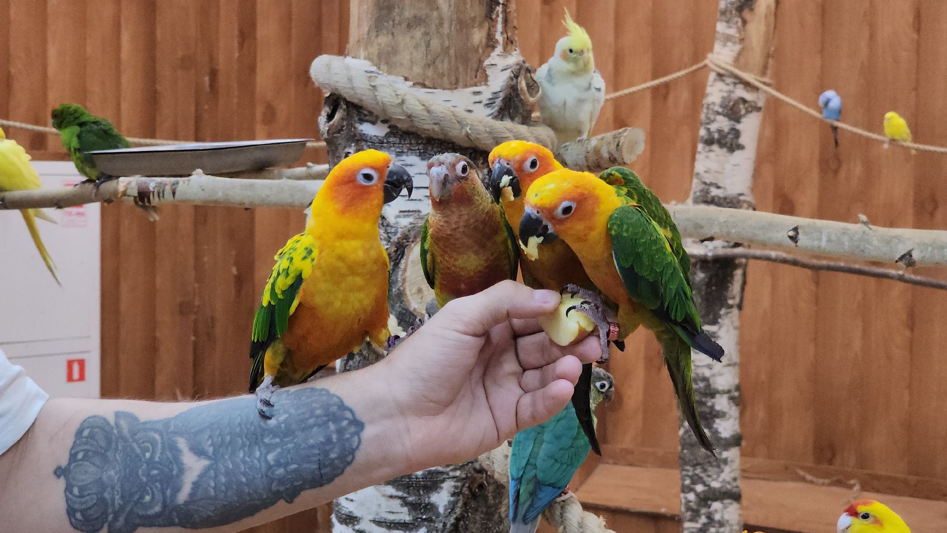 красногорск, контактный зоопарк,