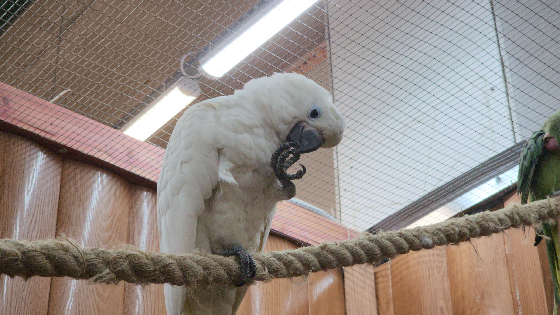 красногорск, контактный зоопарк,