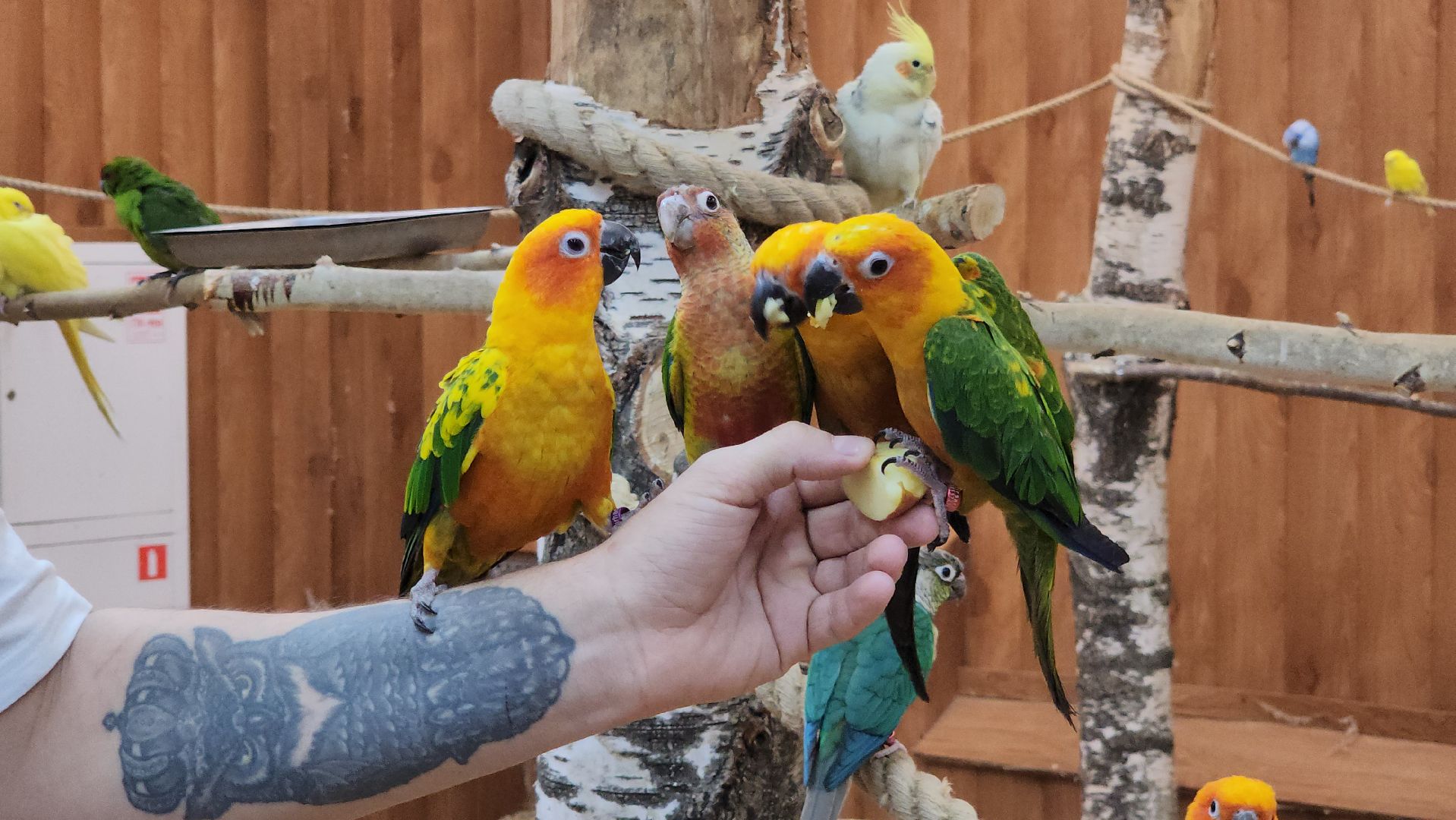 красногорск, контактный зоопарк,