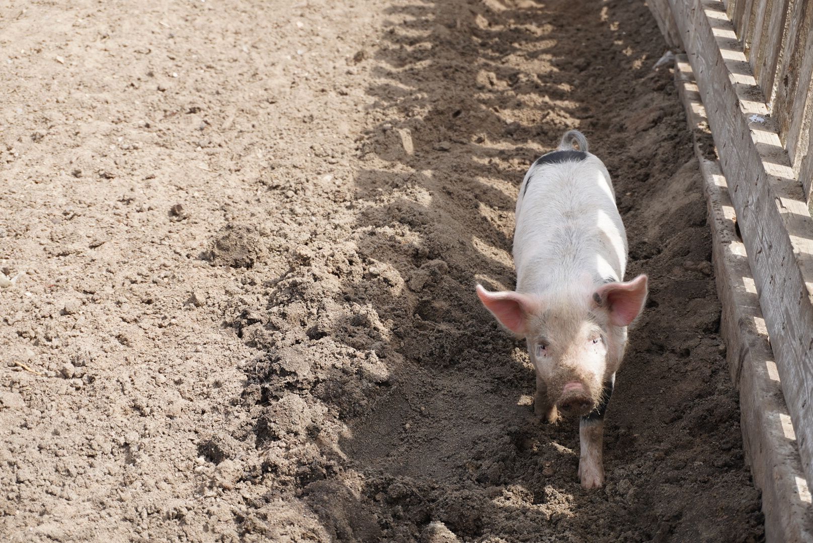 павловский посад, кантри парк, туризм,