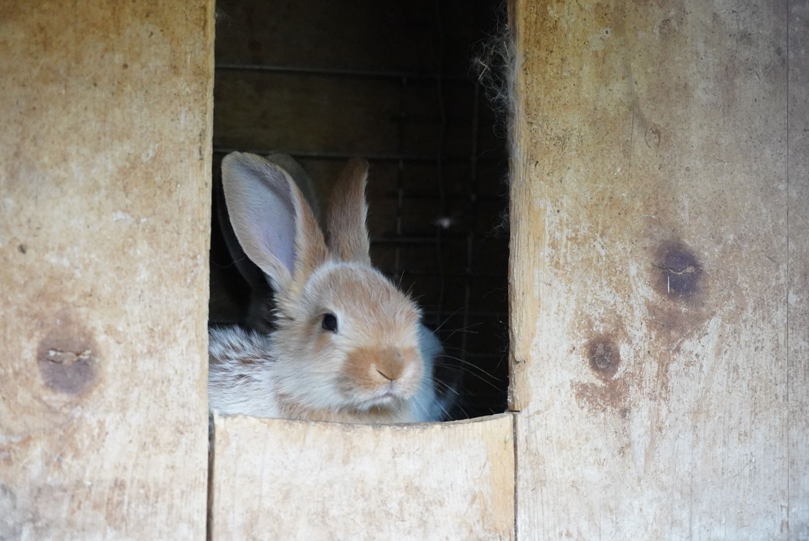 павловский посад, кантри парк, туризм,