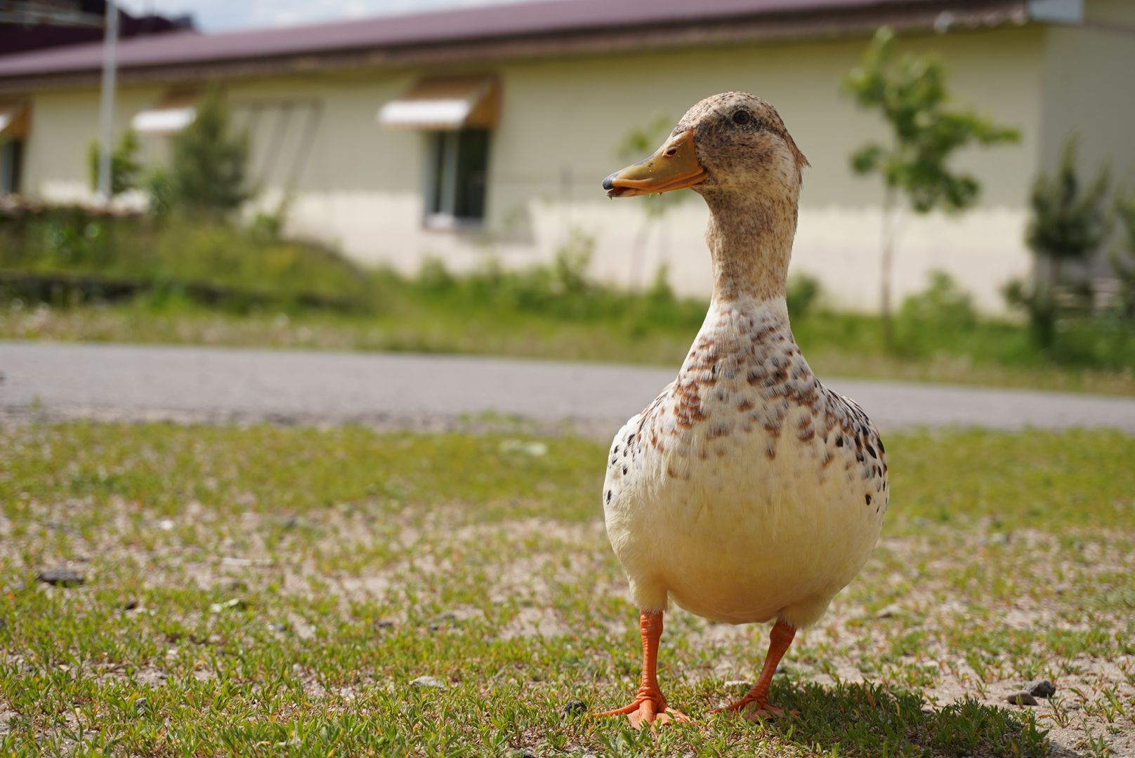 павловский посад, кантри парк, туризм,