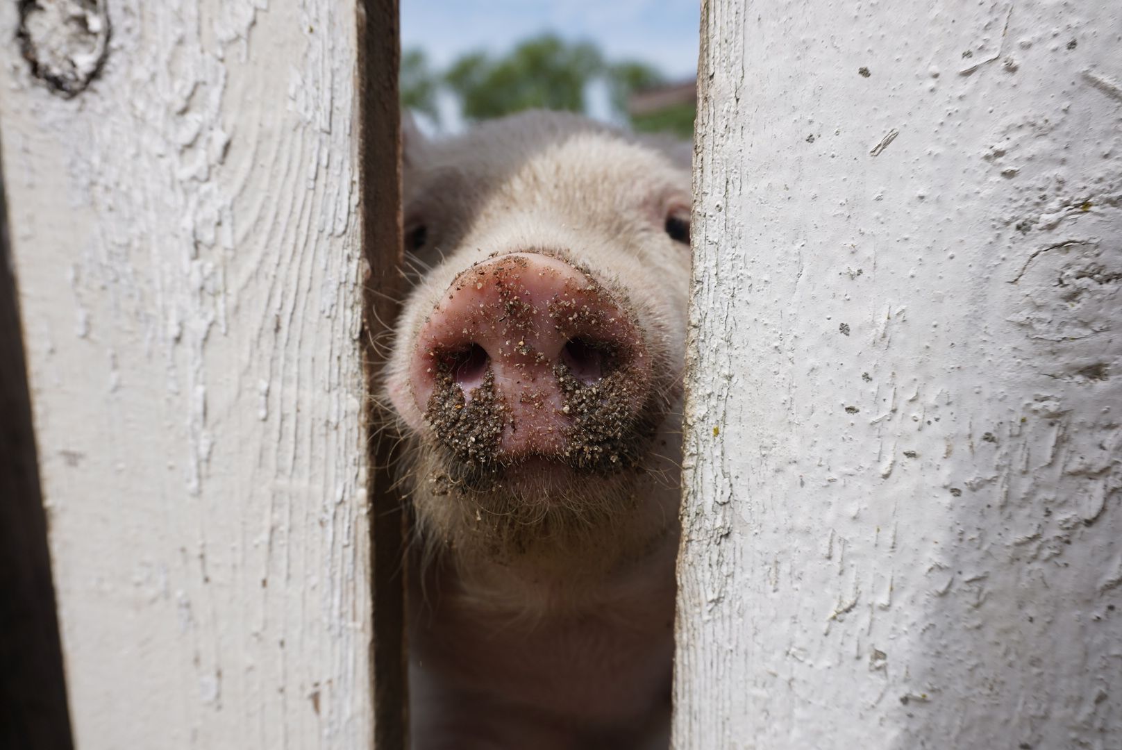 павловский посад, кантри парк, туризм,