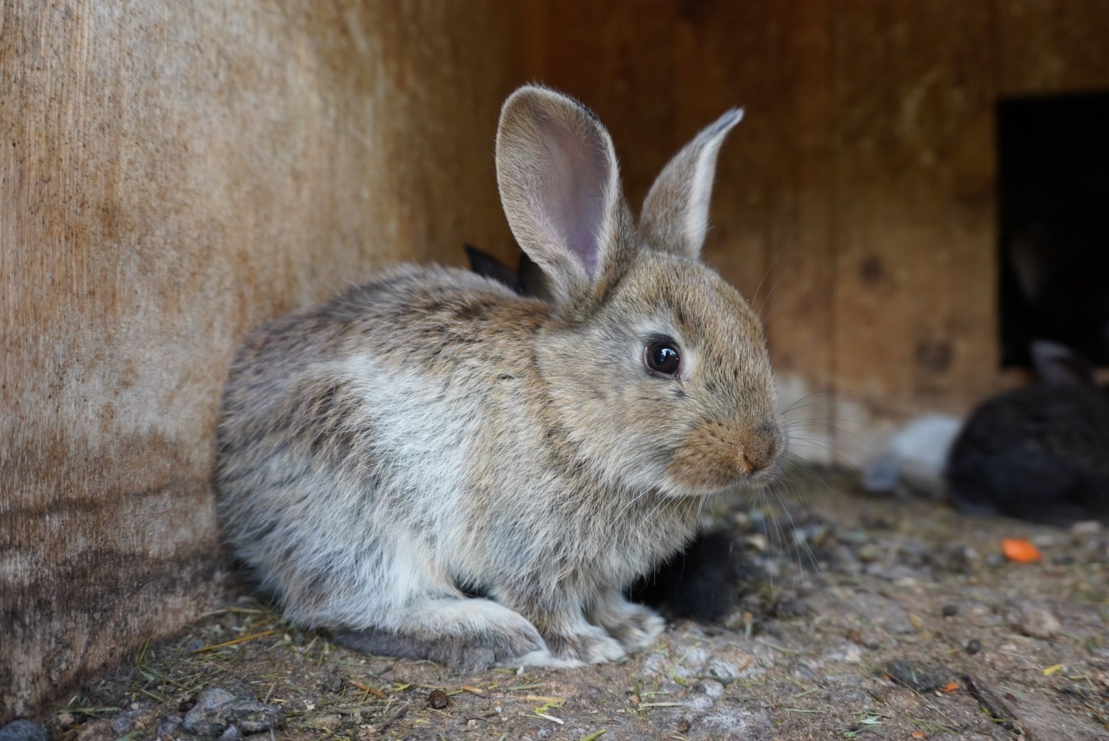павловский посад, кантри парк, туризм,