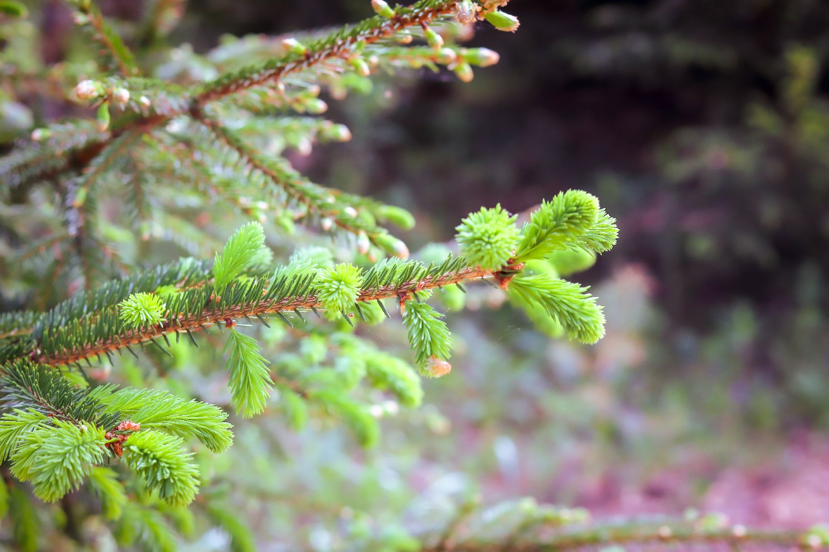 клин, общество, туризм, лето в подмосковье, отдых,