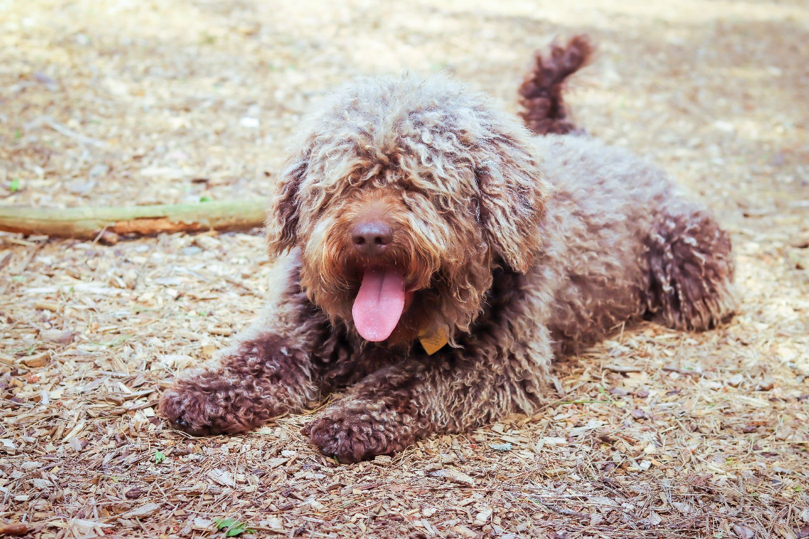 клин, общество, туризм, лето в подмосковье, отдых,