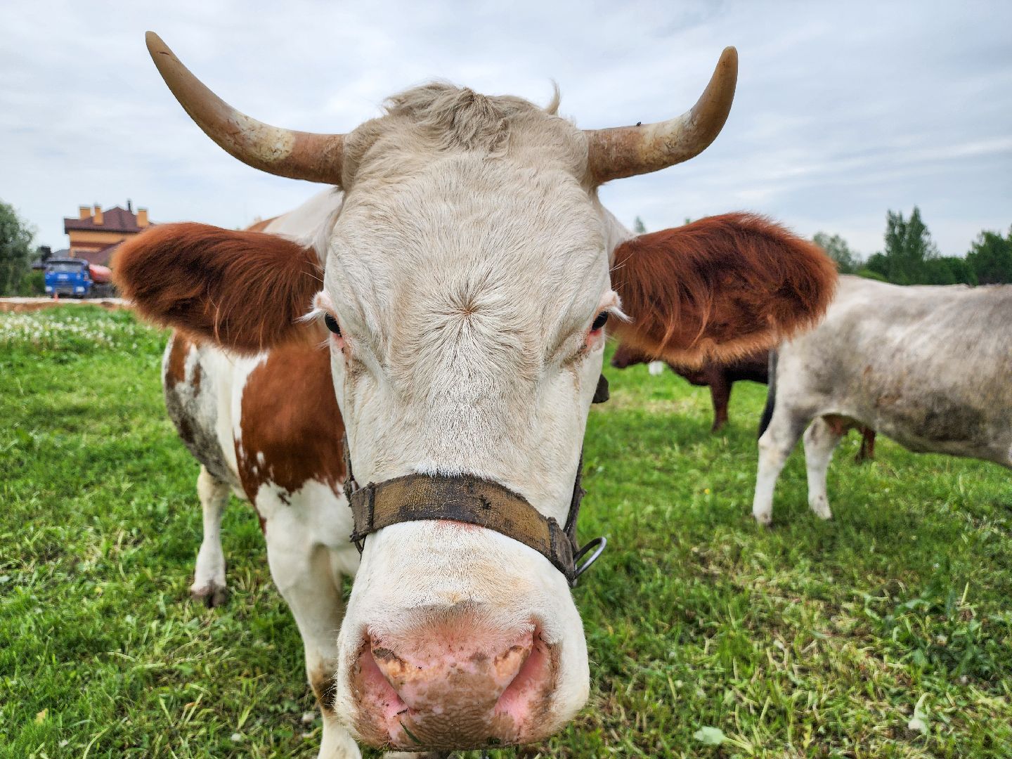 Подольск, Федеральный исследовательский центр животноводства, Уникальные породы, коровы, Школьные пятницы,