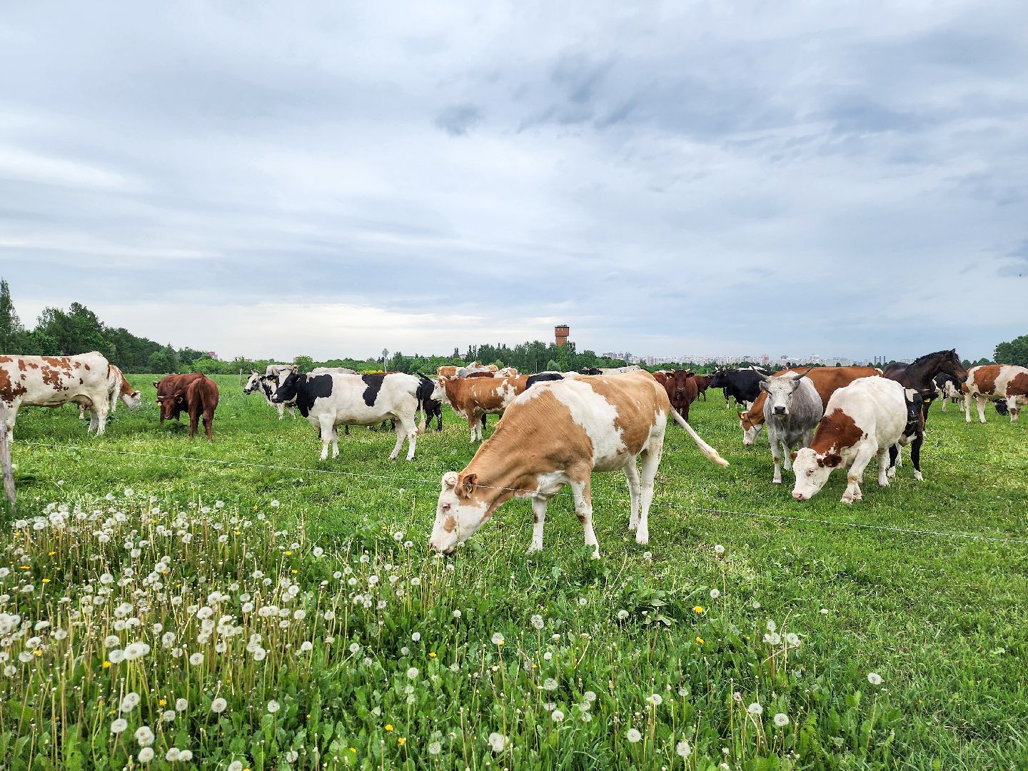 Подольск, Федеральный исследовательский центр животноводства, Уникальные породы, коровы, Школьные пятницы,