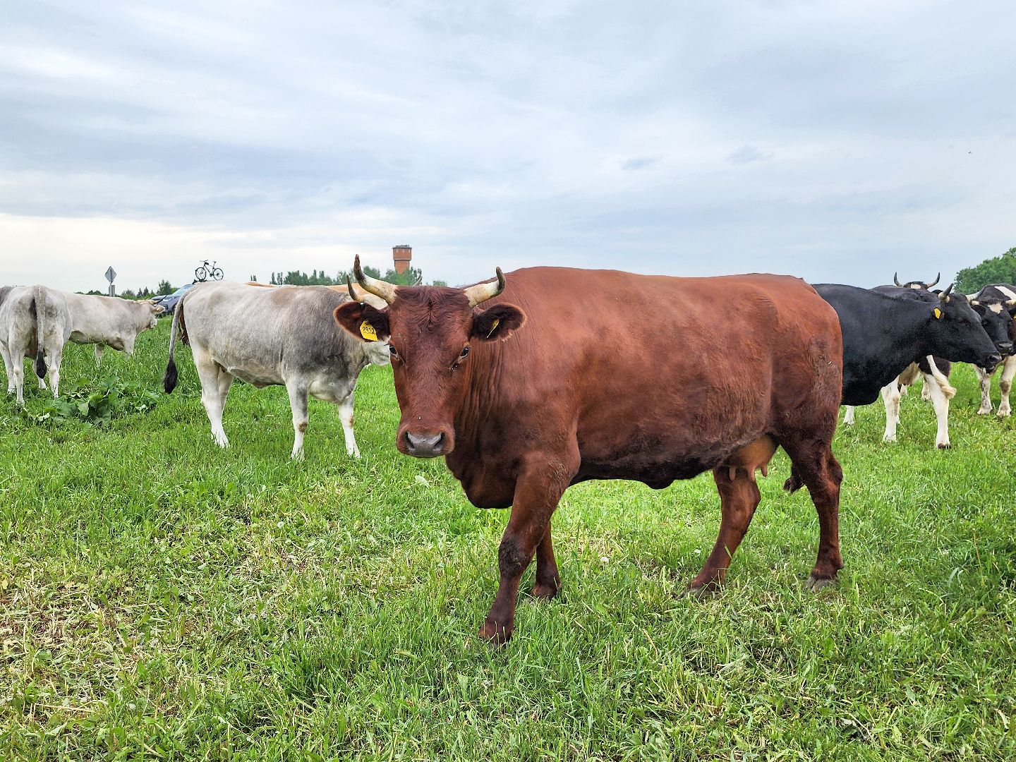 Подольск, Федеральный исследовательский центр животноводства, Уникальные породы, коровы, Школьные пятницы,