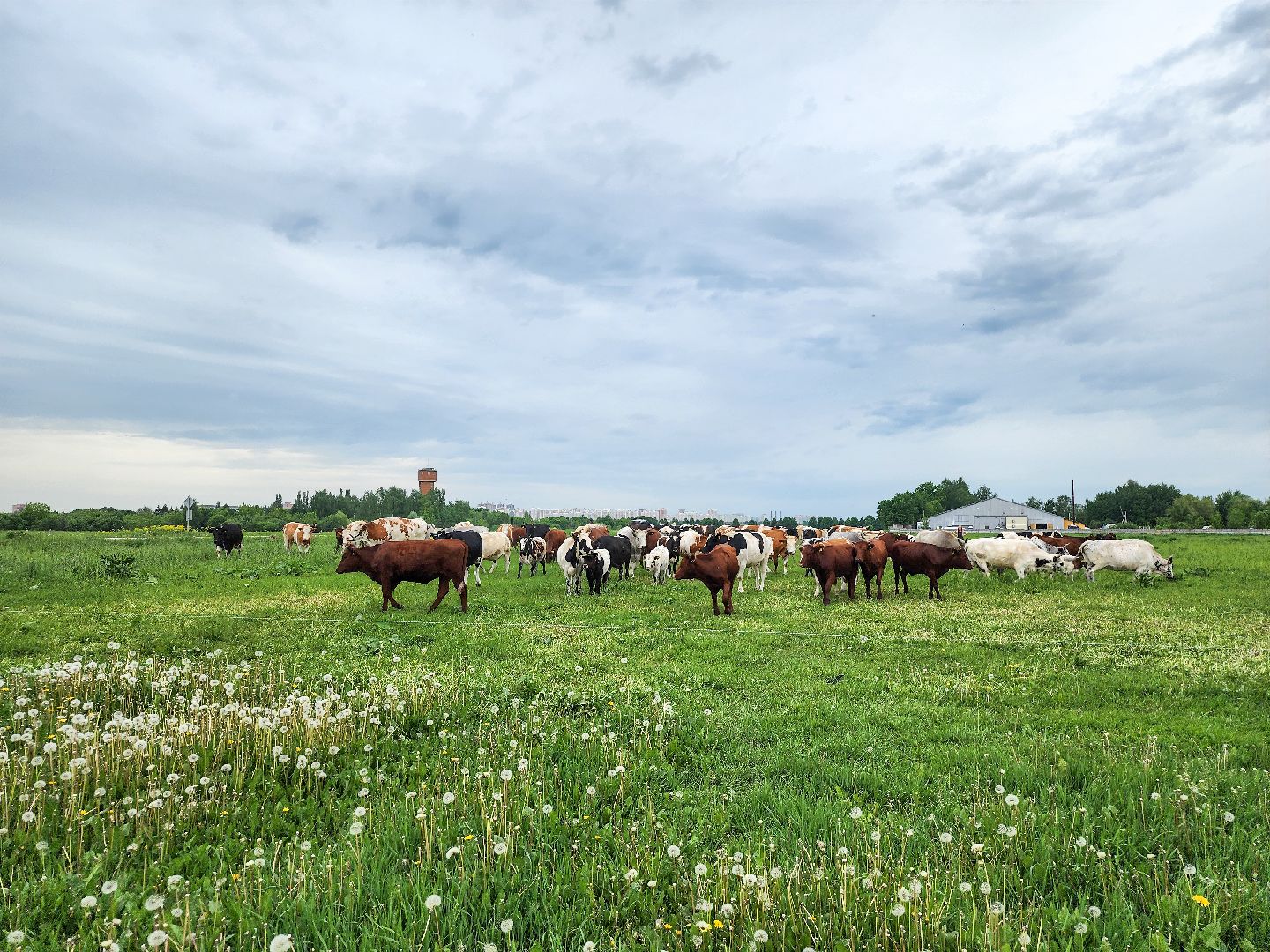 Подольск, Федеральный исследовательский центр животноводства, Уникальные породы, коровы, Школьные пятницы,