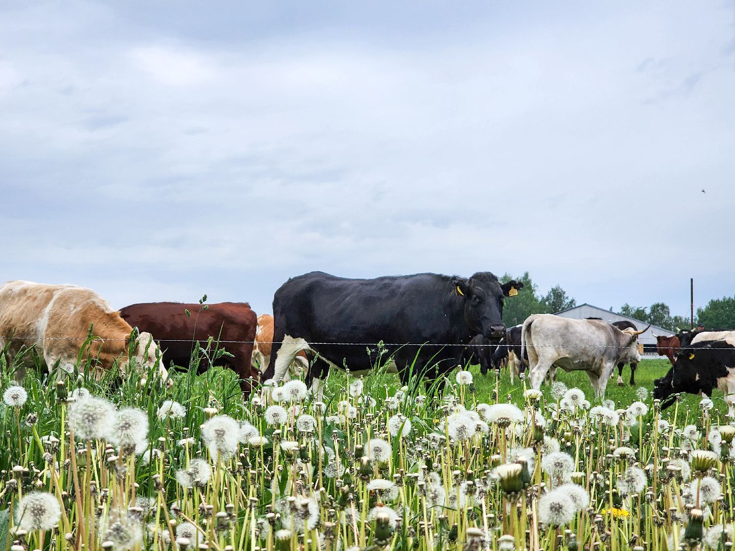 Подольск, Федеральный исследовательский центр животноводства, Уникальные породы, коровы, Школьные пятницы,