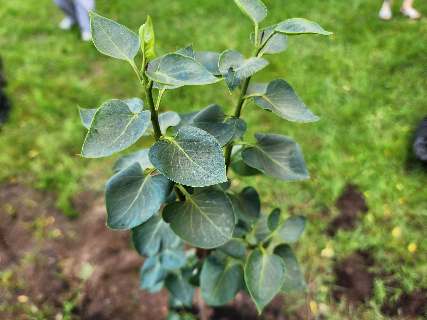 солнечногорск, праздник сирени, высадка сирени, жители, городской парк,