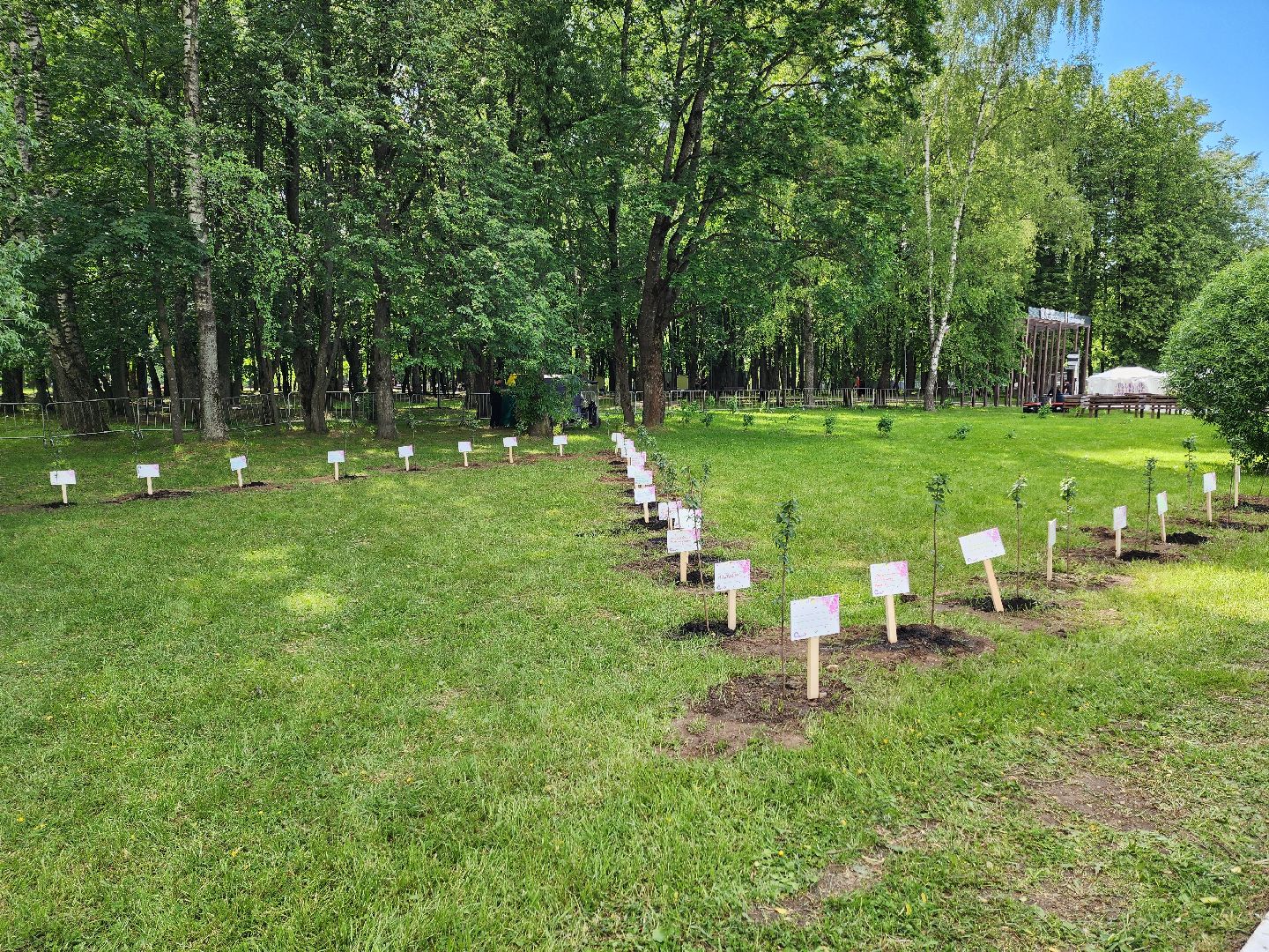 солнечногорск, праздник сирени, высадка сирени, жители, городской парк,