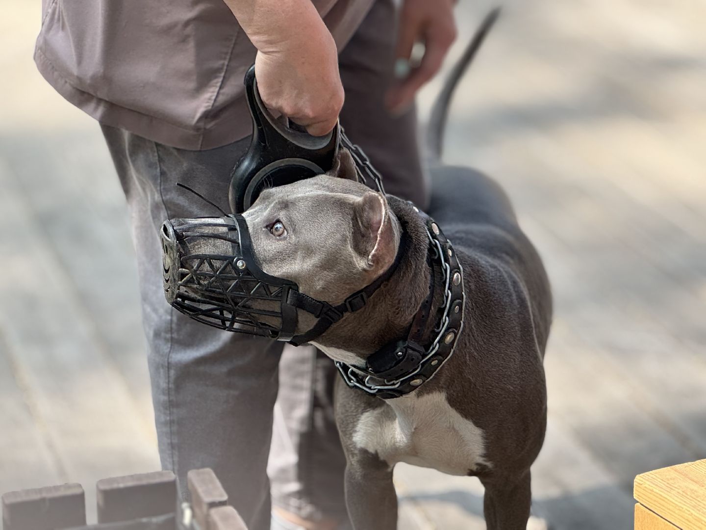 вакцинация от бешенства, балашиха, парк никольско-архангельский,