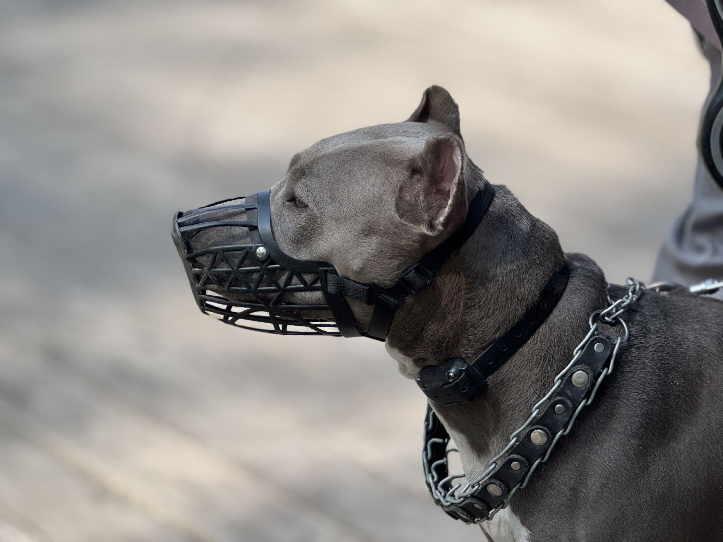 вакцинация от бешенства, балашиха, парк никольско-архангельский,