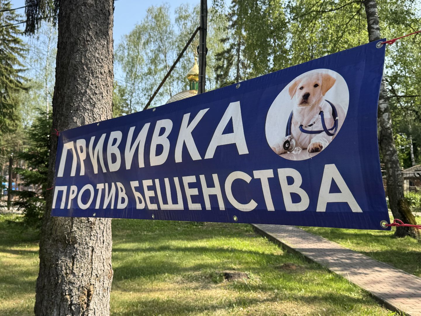 вакцинация от бешенства, балашиха, парк никольско-архангельский,