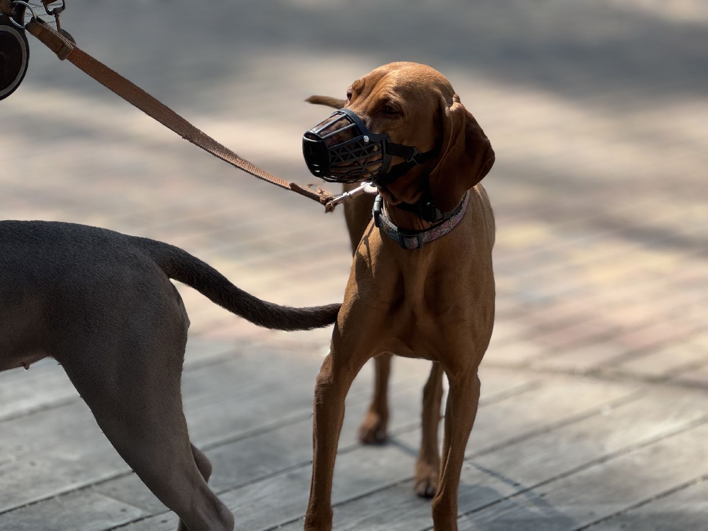 вакцинация от бешенства, балашиха, парк никольско-архангельский,