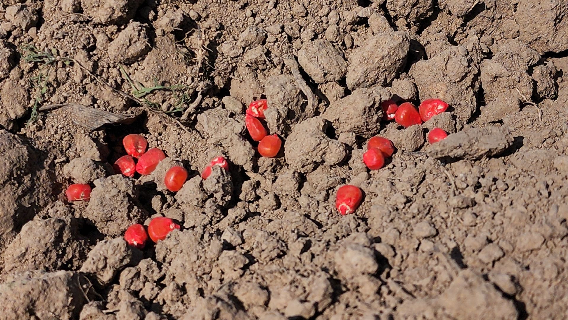 Посевная кампания, рузское молоко, Руза, Агрохолдинг,
