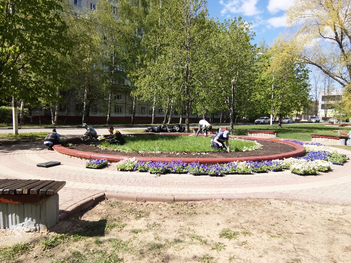 Балашиха, благоустройство, Благоустройство Балашиха, фиалки, однолетние растения, многолетние растения, озеленение, цветы, газоны, клумбы, вазоны, кашпо