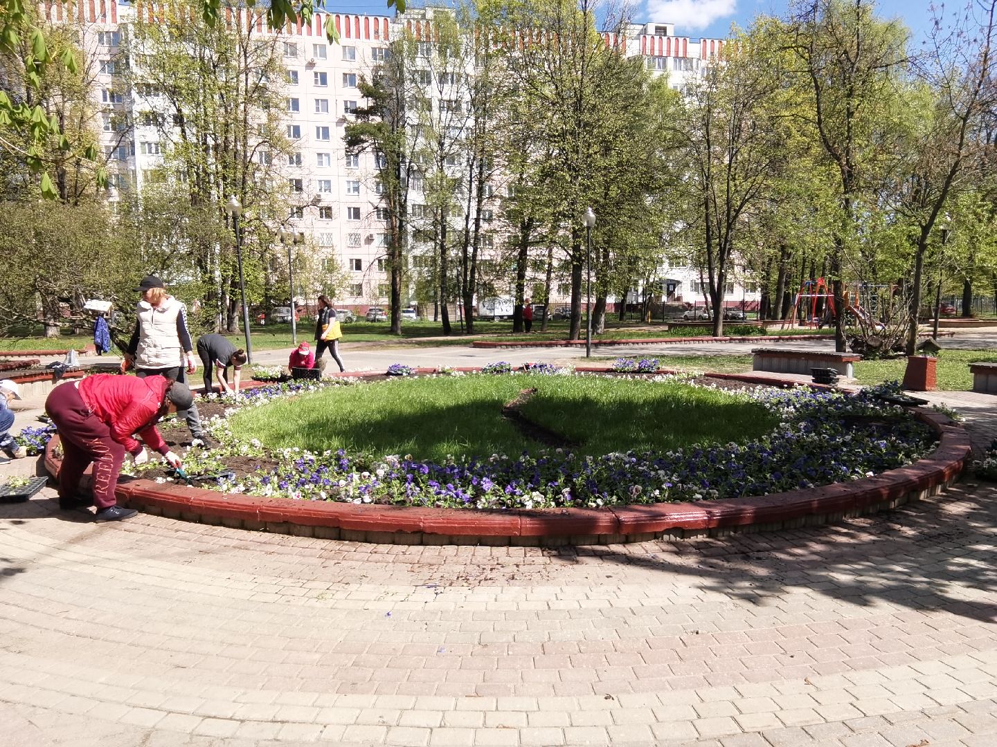 Балашиха, благоустройство, Благоустройство Балашиха, фиалки, однолетние растения, многолетние растения, озеленение, цветы, газоны, клумбы, вазоны, кашпо