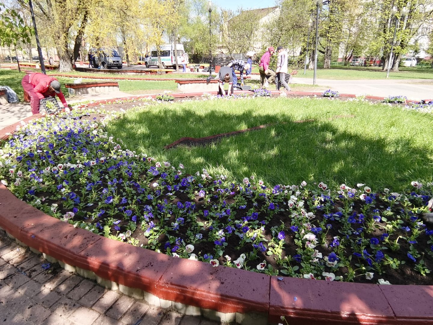 Балашиха, благоустройство, Благоустройство Балашиха, фиалки, однолетние растения, многолетние растения, озеленение, цветы, газоны, клумбы, вазоны, кашпо