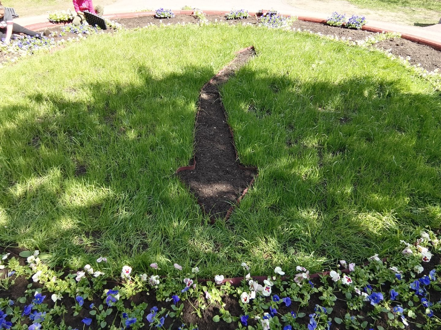 Балашиха, благоустройство, Благоустройство Балашиха, фиалки, однолетние растения, многолетние растения, озеленение, цветы, газоны, клумбы, вазоны, кашпо