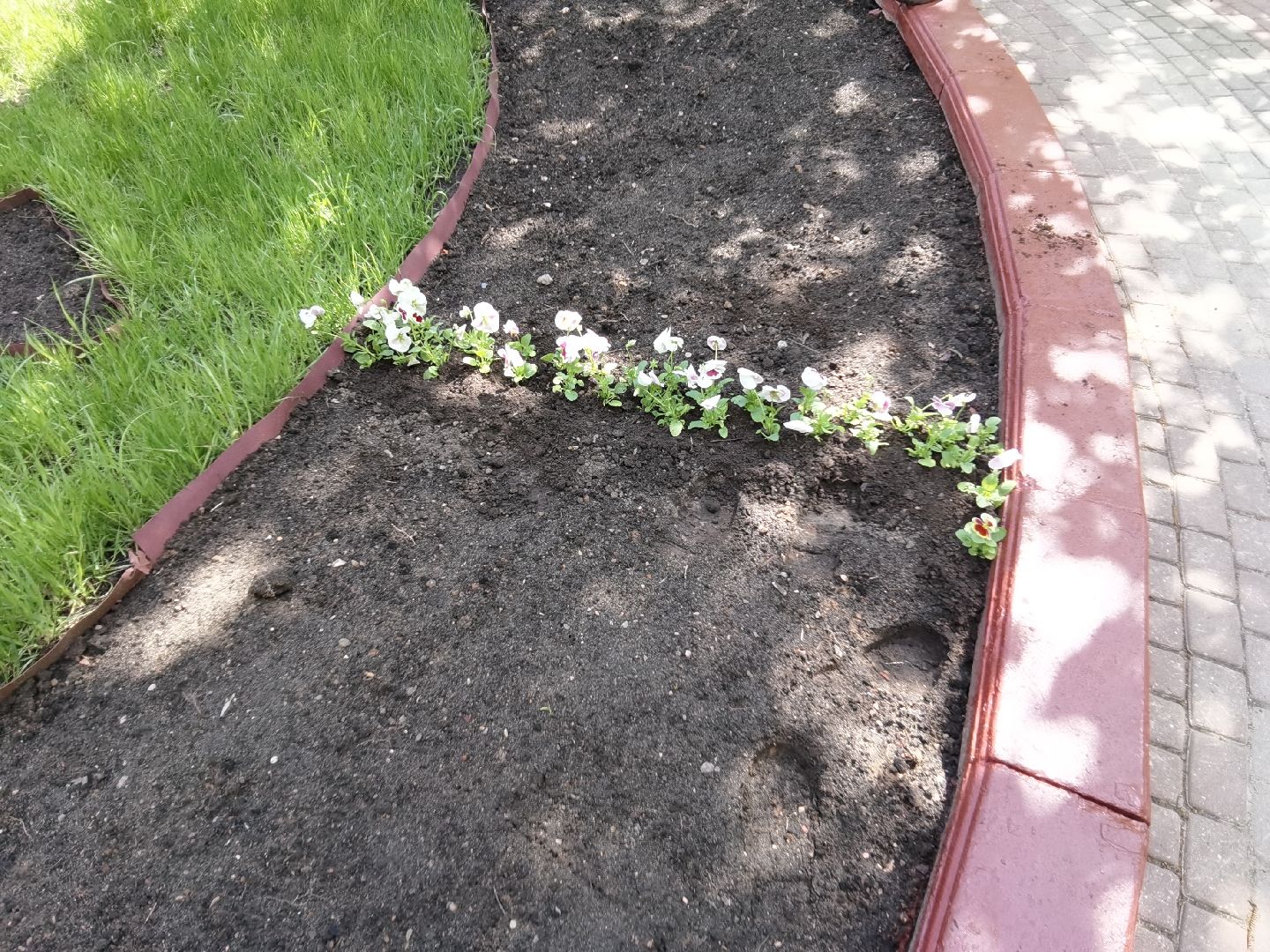 Балашиха, благоустройство, Благоустройство Балашиха, фиалки, однолетние растения, многолетние растения, озеленение, цветы, газоны, клумбы, вазоны, кашпо